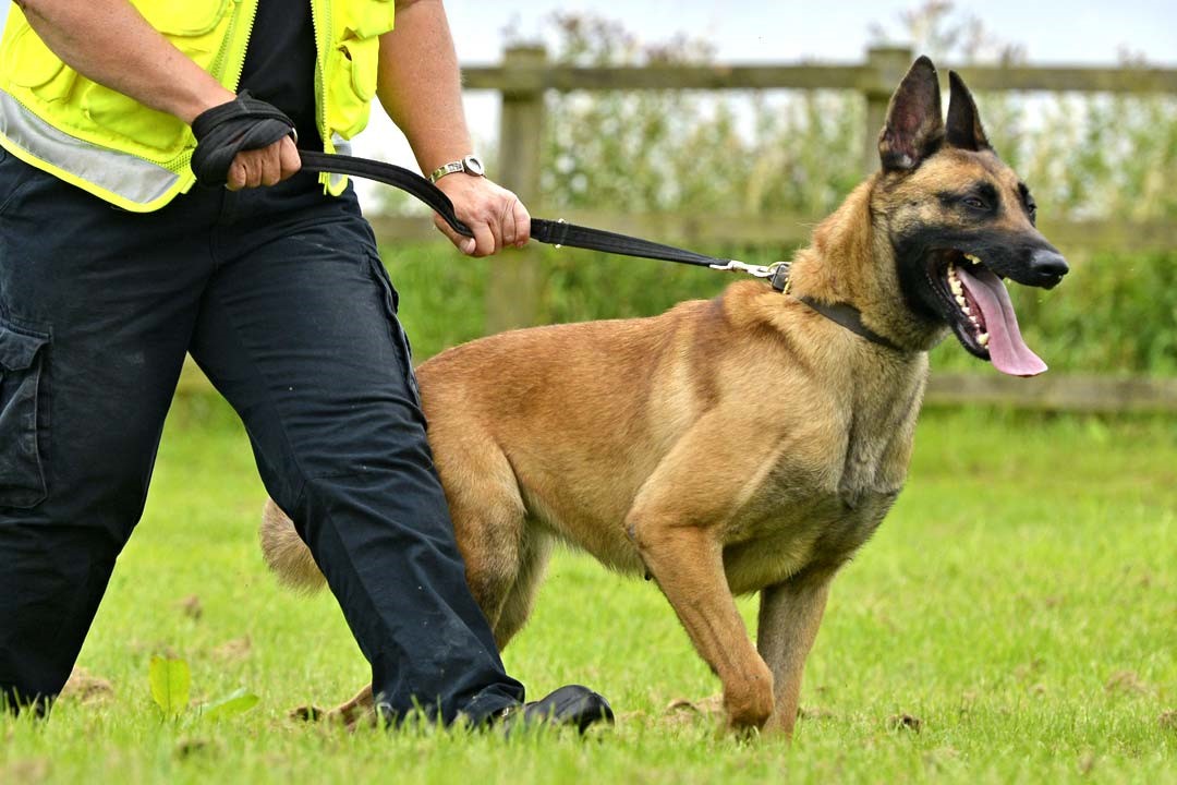 K9 Security